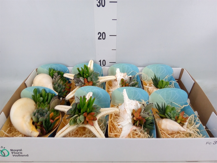<h4>Planten  ..in schelp L%</h4>