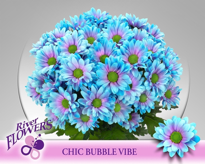 <h4>Chr T Chic Klb H%</h4>