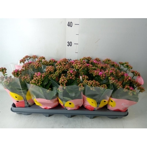Kalanchoe  'MoreFlow Augusta'