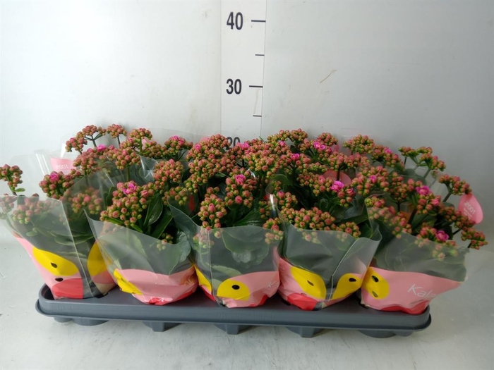 <h4>Kalanchoe 'MoreFlow Augusta'</h4>