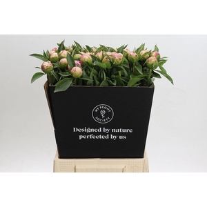 Paeonia catharina fontijn