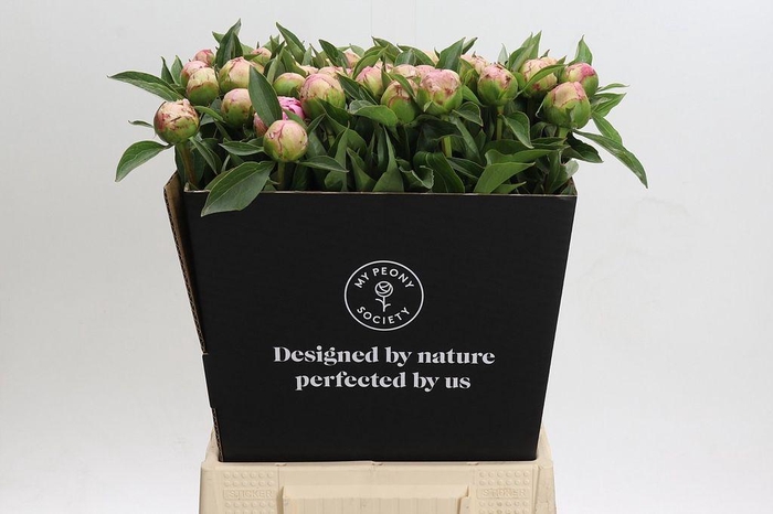 <h4>Paeonia catharina fontijn</h4>