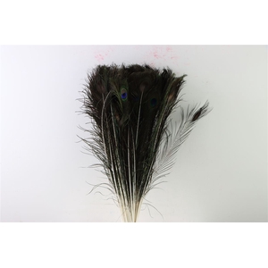 Feather Peacock Natural P Stem 60cm