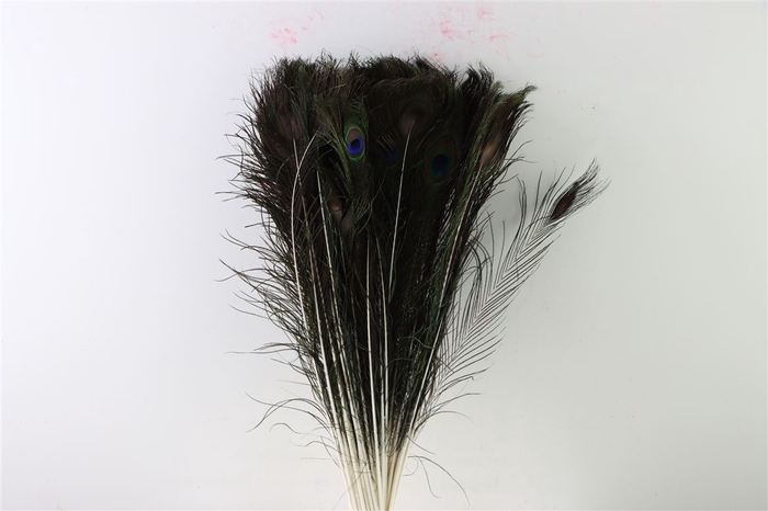 <h4>Feather Peacock Natural P Stem 60cm</h4>