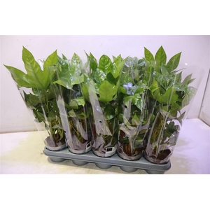 Fatsia Ov