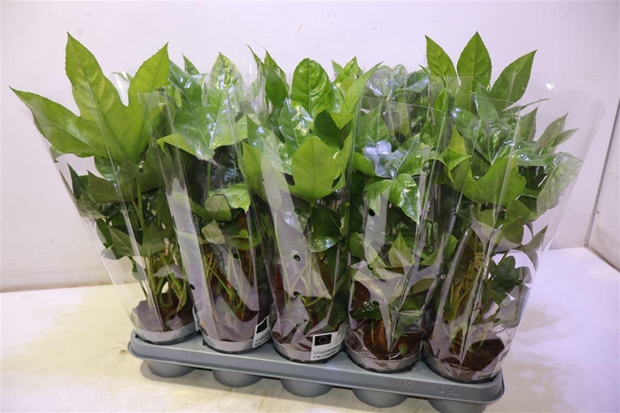 <h4>Fatsia Ov</h4>