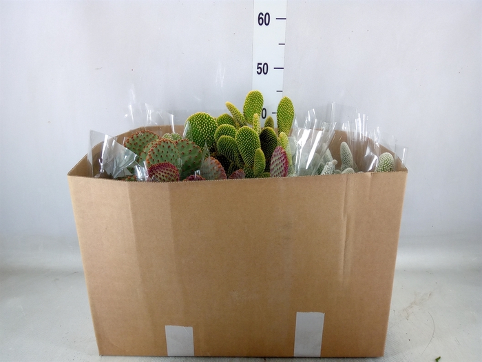 <h4>Opuntia microdasys</h4>