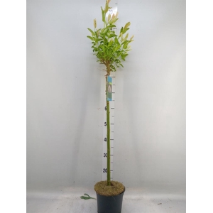 Salix integra 'Hakuro Nishiki'