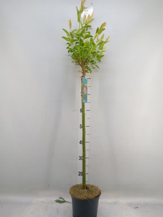 <h4>Salix integra 'Hakuro Nishiki'</h4>
