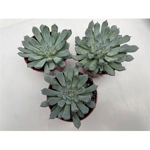 Echeveria gemengd