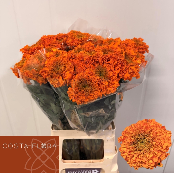 <h4>TAG E PROMISE ORANGE</h4>