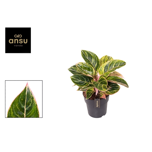 <h4>Aglaonema Zebrina Pink</h4>