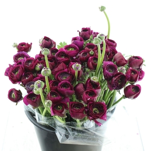 Ran Su Sr Renoir Purple Extra