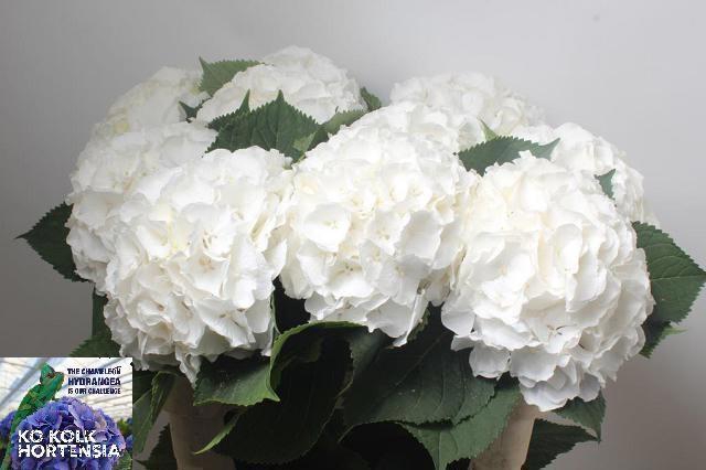 <h4>HYDR M CH WHI VERENA</h4>