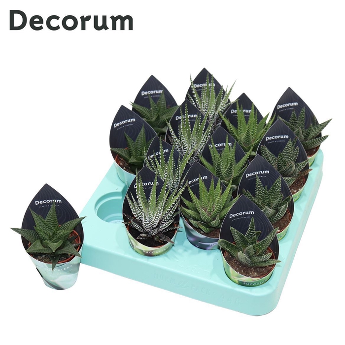 <h4>Haworthia Gem</h4>