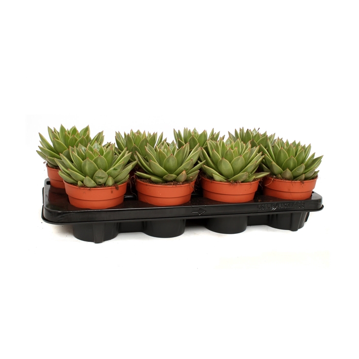 <h4>Echeveria agavoides 12 cm</h4>