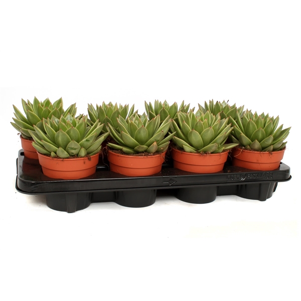 <h4>Echeveria agavoides 12 cm</h4>