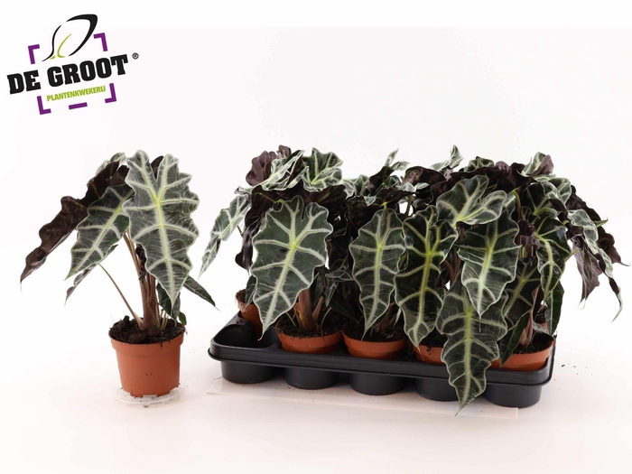 <h4>Alocasia 'Polly'</h4>
