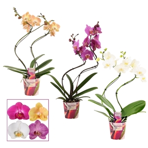 Phalaenopsis hurricane mix (Scenza)