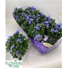 Campanula overig