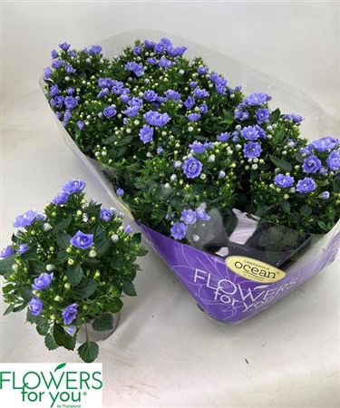 <h4>Campanula overig</h4>