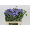 Ageratum Blue Planet