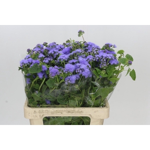 Ageratum Blue Planet