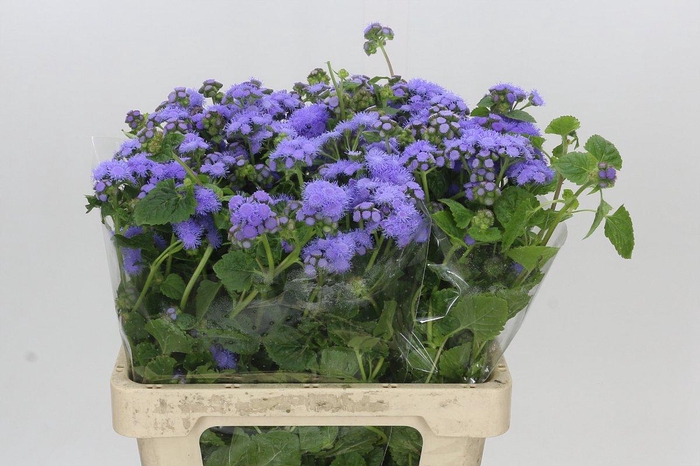 <h4>Ageratum Blue Planet</h4>
