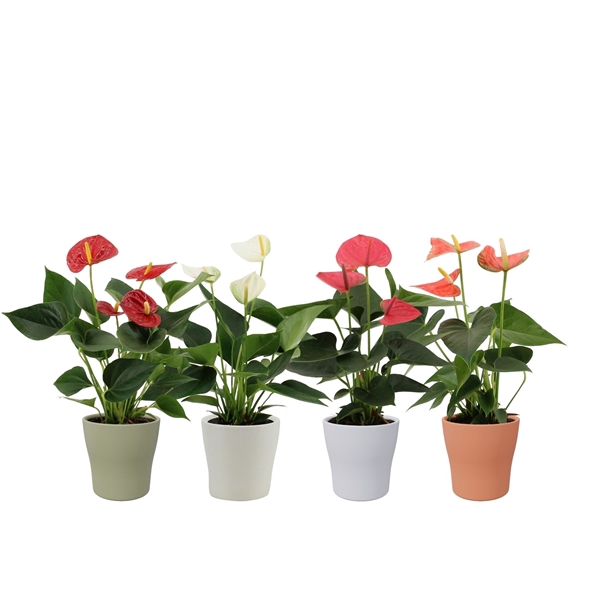 <h4>Anthurium 4 color mix in Alicante autumn ceramics</h4>