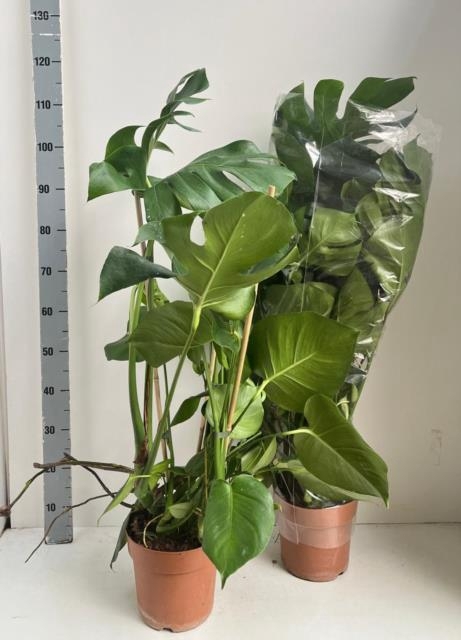 MONSTERA DELICIOSA