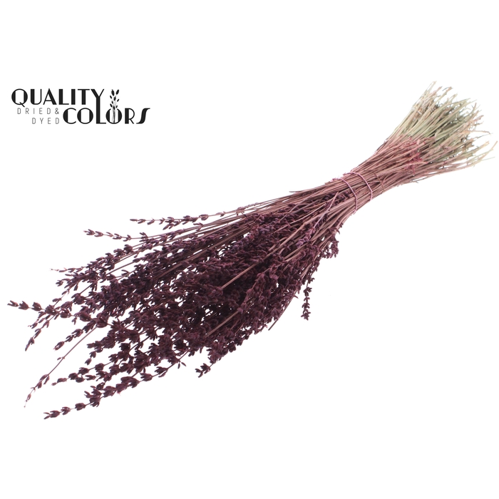 <h4>Lavendel per bunch Burgundy</h4>