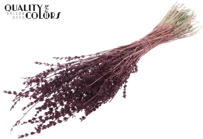 Lavendel per bunch Burgundy