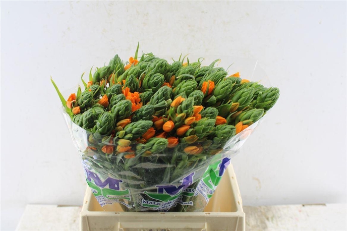 <h4>Ornithogalum Sunshine Orange</h4>