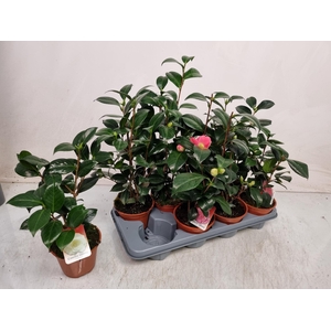 CAMELLIA JAPONICA
