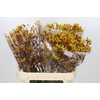 Anigozanthos Gold Fever