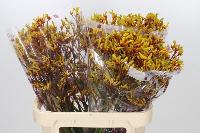 <h4>Anigozanthos Gold Fever</h4>
