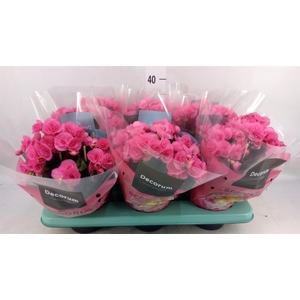 Begonia elat. HL 'Adonia Pink'