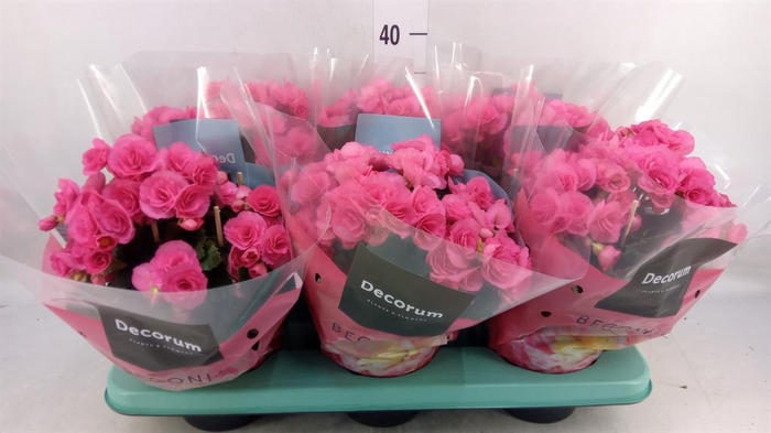 <h4>Begonia elat. HL 'Adonia Pink'</h4>