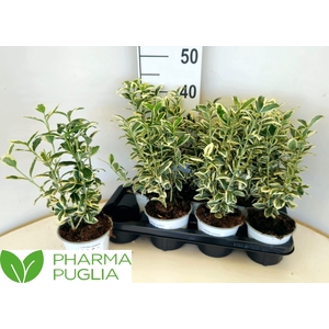 EUONYMUS JA WH SPIRE