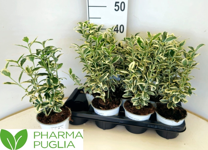 <h4>EUONYMUS JA WH SPIRE</h4>