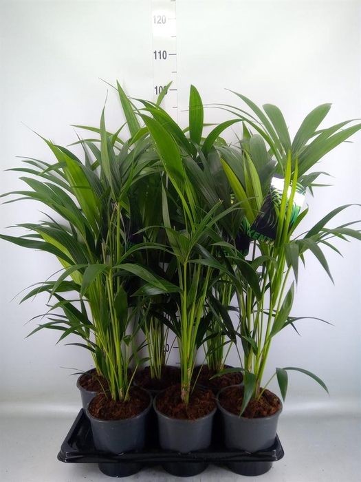 <h4>Howea forsteriana</h4>