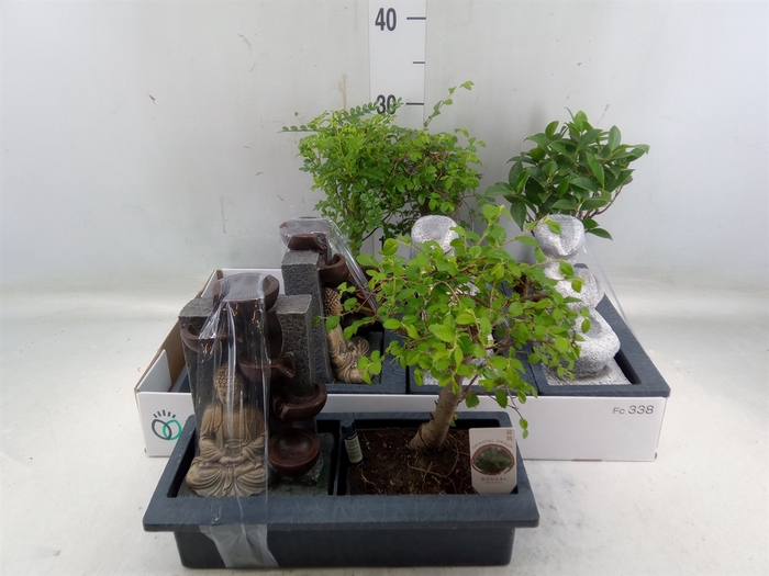 <h4>Bonsai   ...mix</h4>