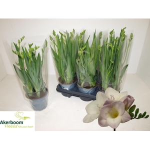 FREESIA FG LAVENDER
