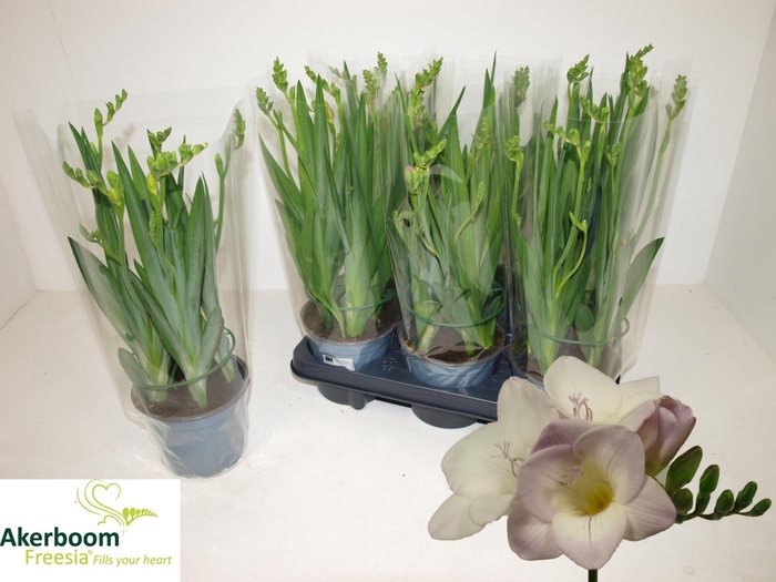 <h4>FREESIA FG LAVENDER</h4>