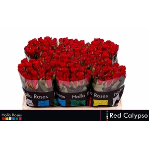 R KL RED CALYPSO