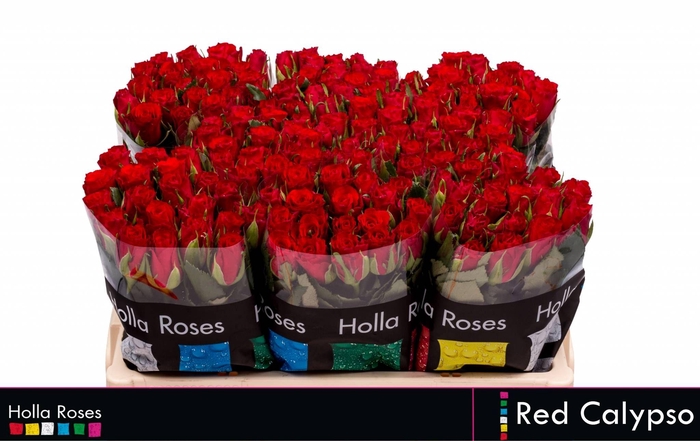 <h4>R KL RED CALYPSO</h4>