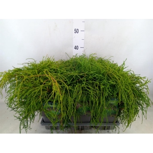 Chamaecyparis pis. 'Filifer Nana'