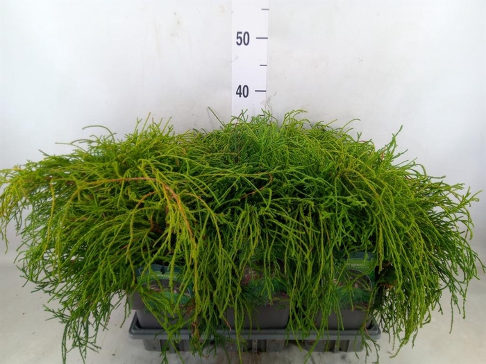 <h4>Chamaecyparis pis. 'Filifer Nana'</h4>