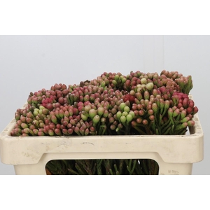 Kaaps Groen Red Brunia Small