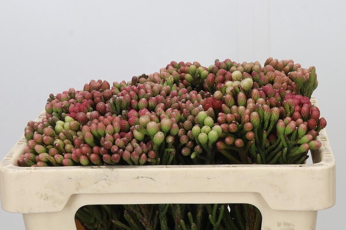<h4>Kaaps Groen Red Brunia Small</h4>